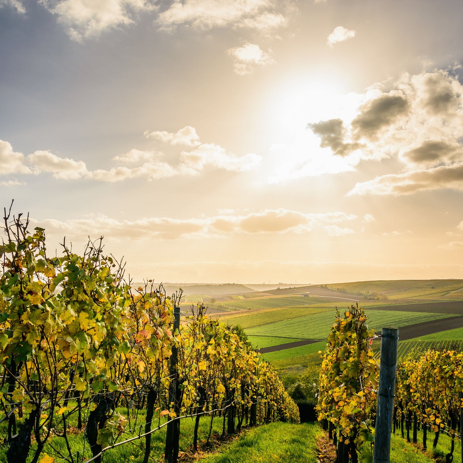 Radici Toscane | Profumo di Naturale