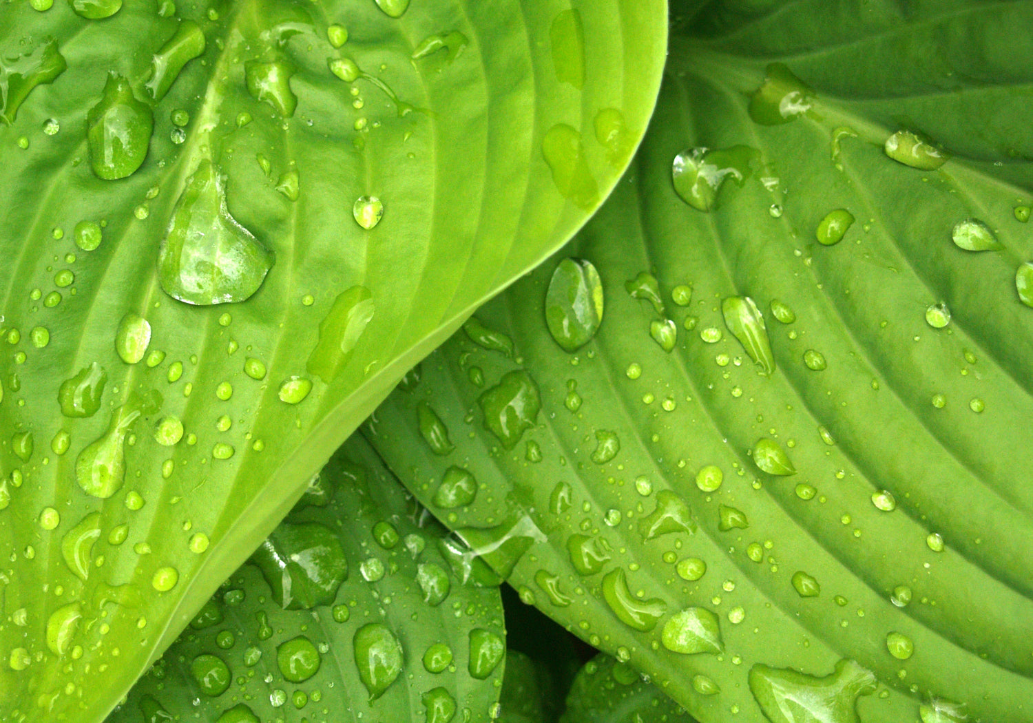 Greenatural | Cosmesi e Detergenza Naturale